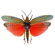 PHYMATEUS SAXOSUS